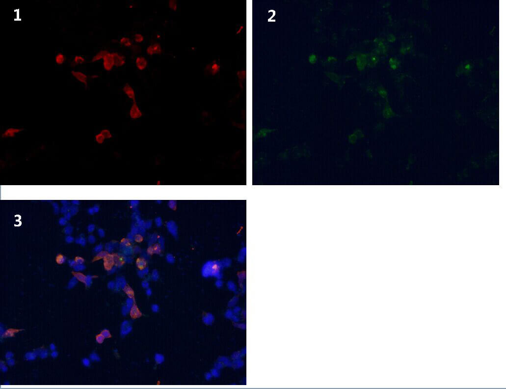 图2:免疫荧光分析(if)实验,gfp抗体转染hek293细胞  1:dapi染色细胞核